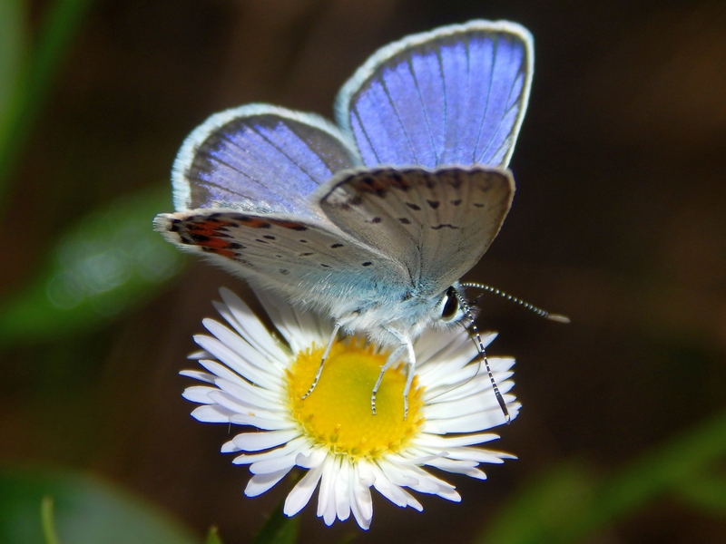 1 Plebejus da ID